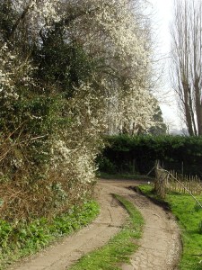 Wild cherry over the front gate